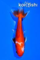 4" WAKIN GOLDFISH