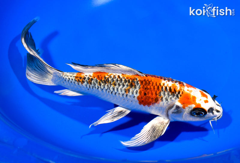 8.75" KUJAKU BUTTERFLY