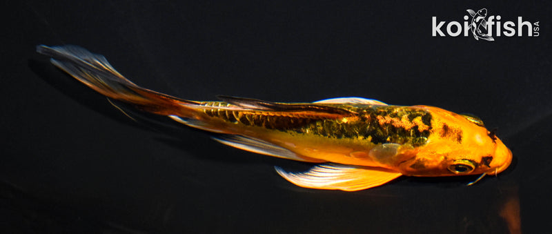 5.25" ARAGOKE ORENJI MATSUBA BUTTERFLY