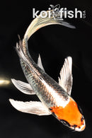 7" BENI GINGA BUTTERFLY