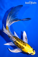 6" GINRIN KIN KIKOKURYU BUTTERFLY