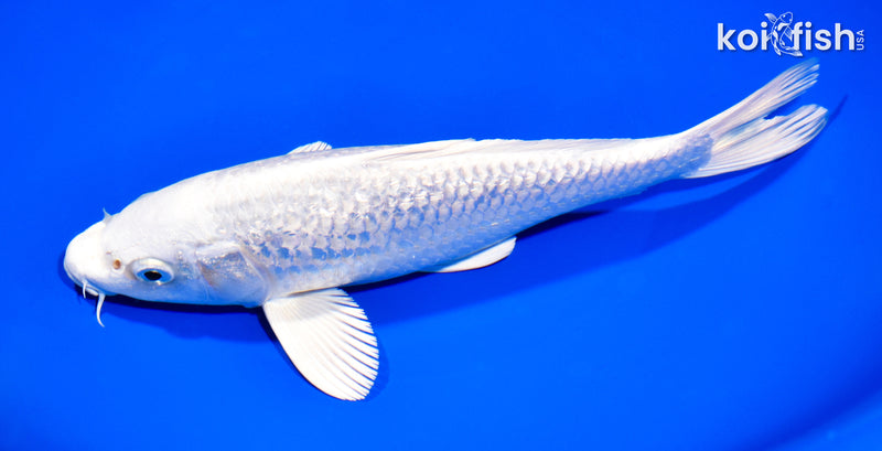 8" GINRIN PLATINUM OGON