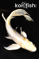7.5" DOITSU LEMON HARIWAKE BUTTERFLY