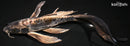 9.5" KIKOKURYU BUTTERFLY