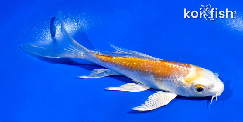 4.5" GINRIN HARIWAKE BUTTERFLY
