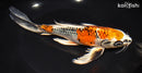 9.5" KUJAKU BUTTERFLY