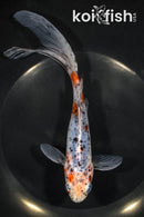 7.75" SHUBUNKIN GOLDFISH