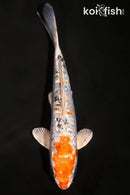 7" GINRIN HEISEI NISHIKI