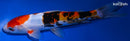 10" DOITSU SANKE