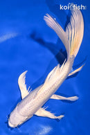 9.5" PLATINUM OGON BUTTERFLY