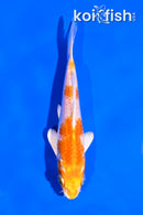 5" HARIWAKE
