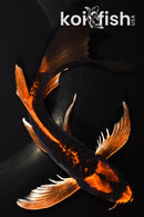 7.75" BENI KIKOKURYU BUTTERFLY