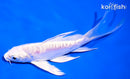 5.5" DOITSU PLATINUM OGON BUTTERFLY