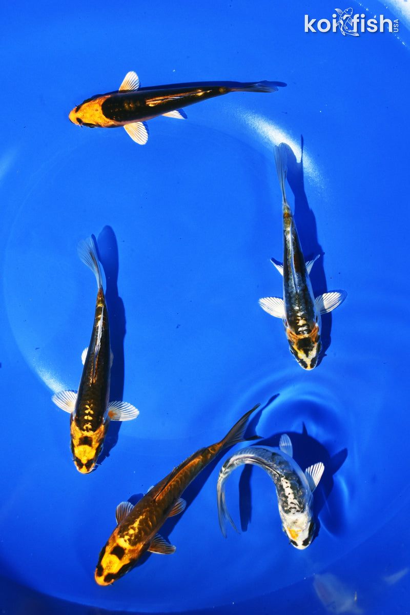 PACK OF (5) 3-4" STANDARD GHOST KOI