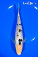 8" GINRIN SHIRO BEKKO