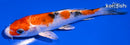 5.5" YAMATO NISHIKI