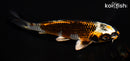 5.75" BENI GINGA
