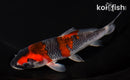 5.75" GOSHIKI