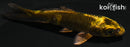 4.25" KIN KI UTSURI