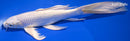 9.5" PLATINUM OGON BUTTERFLY