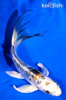 5.25" ARAGOKE HEISEI NISHIKI BUTTERFLY