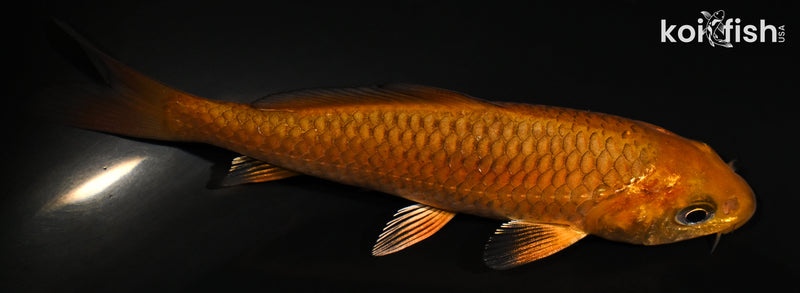4.5" CHAGOI