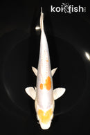 8.5" DOITSU LEMON HARIWAKE