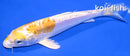 6.75" DOITSU LEMON HARIWAKE