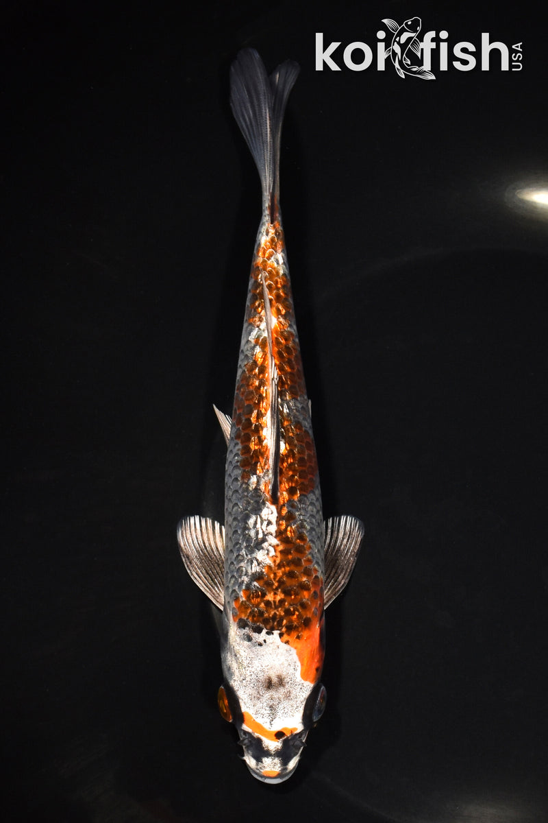 7" GINRIN BENI GINGA