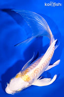 6" ARAGOKE LEMON HARIWAKE BUTTERFLY