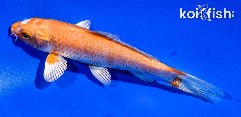 5" HARIWAKE