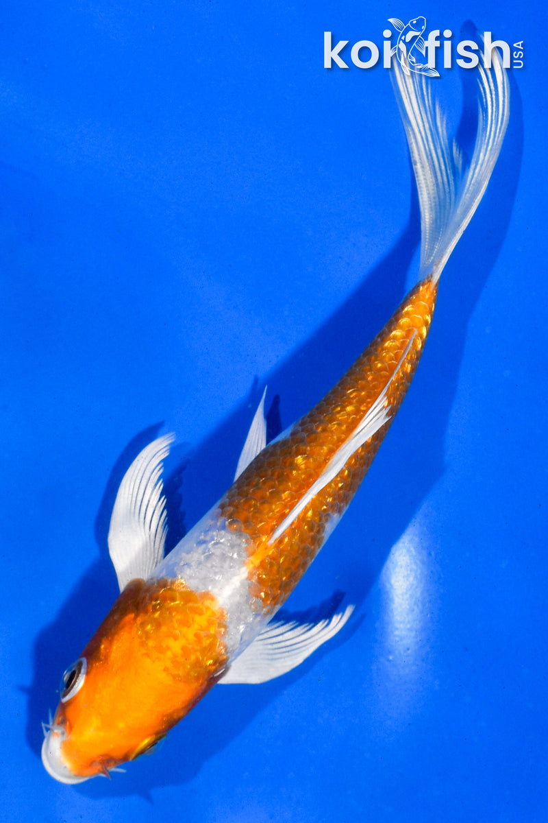 5.5" GINRIN HARIWAKE BUTTERFLY