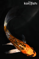 4.25" GINRIN BENI GINGA BUTTERFLY