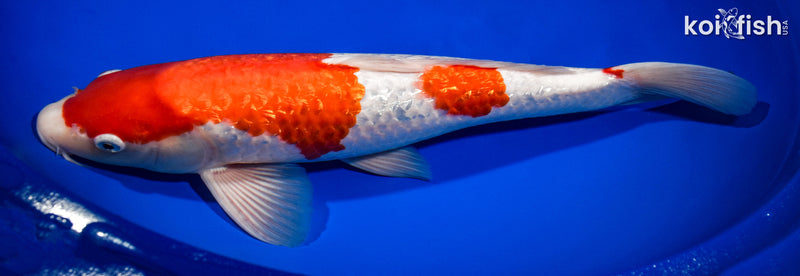 14" GINRIN KOHAKU