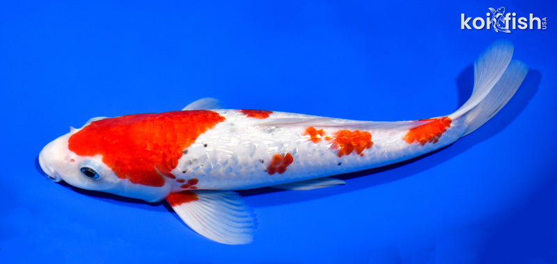 12.25" GINRIN SANKE