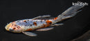 7.75" SHUBUNKIN GOLDFISH