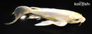 7.5" DOITSU LEMON HARIWAKE BUTTERFLY