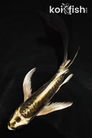 5.5" KIN KIKOKURYU BUTTERFLY