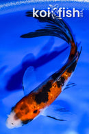 4.5" GINRIN SANKE BUTTERFLY