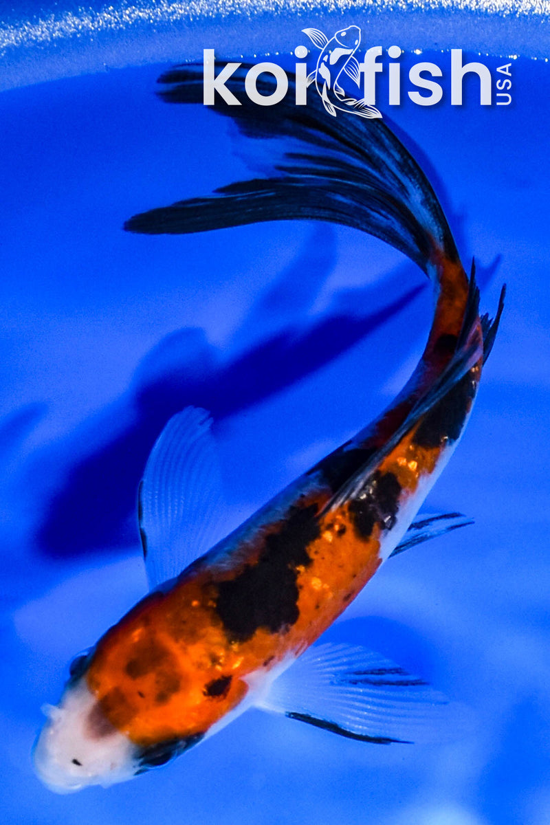 4.5" GINRIN SANKE BUTTERFLY