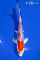 5.75" KIKUSUI