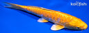 7.75" DOITSU YAMABUKI OGON