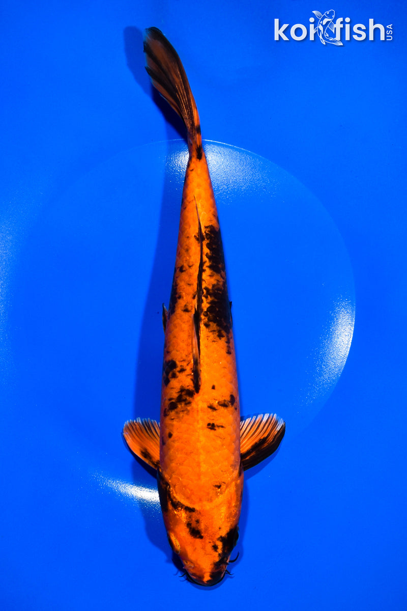 10.5" HI UTSURI