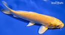 7.5" YAMABUKI OGON