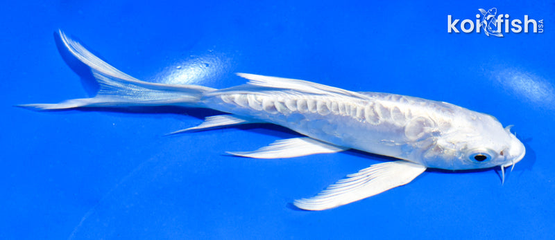 6" ARAGOKE PLATINUM OGON BUTTERFLY