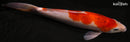 12.75" GOROMO
