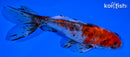 5.5" CALICO WAKIN GOLDFISH