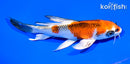 7.25" KUJAKU BUTTERFLY