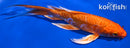 7.25" DOITSU ORENJI OGON BUTTERFLY