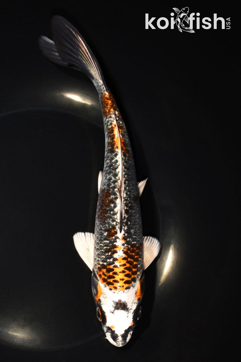 8.25" BENI GINGA
